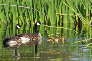 Canada Geese with chicks